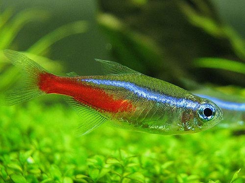 Tetra Neón