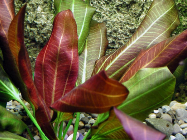 Hechinodorus Barthii - Imagen 2
