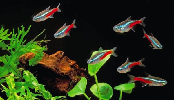 Tetra Neón - Imagen 2