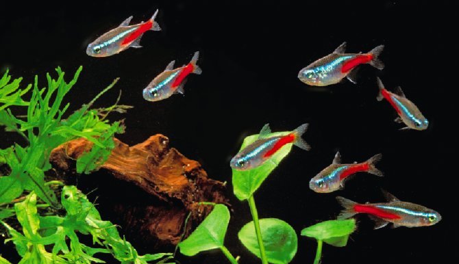 Tetra Neón - Imagen 2