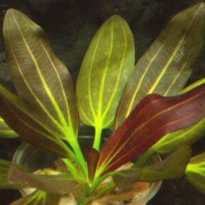 Hechinodorus Barthii