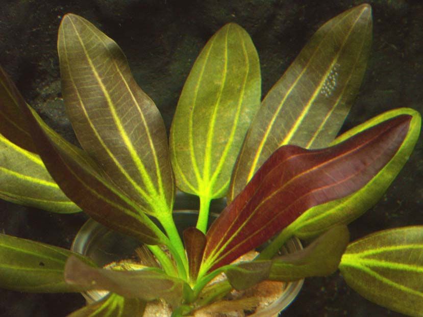 Hechinodorus Barthii