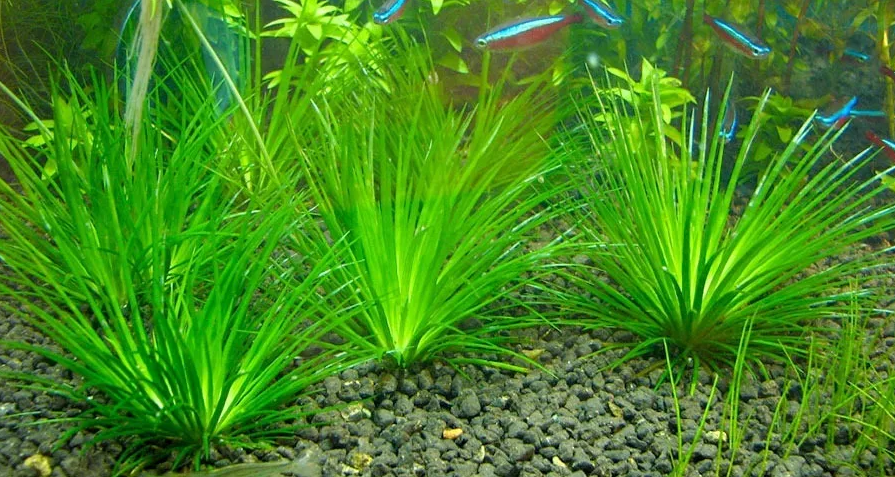 Planta acuática Eriocaulon - Imagen 2
