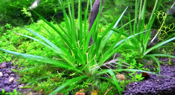 Planta acuática Eriocaulon - Imagen 3