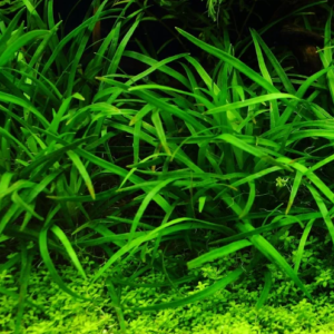 Planta acuática Eriocaulon
