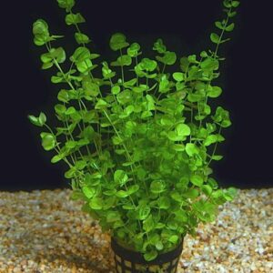 Micranthemum Umbrosum