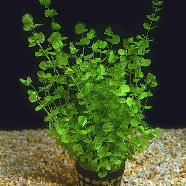 Micranthemum Umbrosum