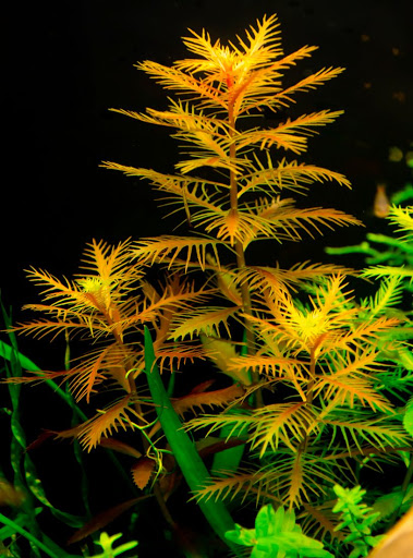 Proserpinaca  Palustris Red