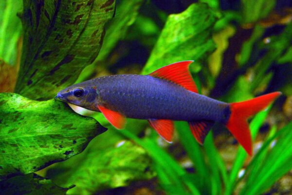 Labeo Bicolor - Imagen 2