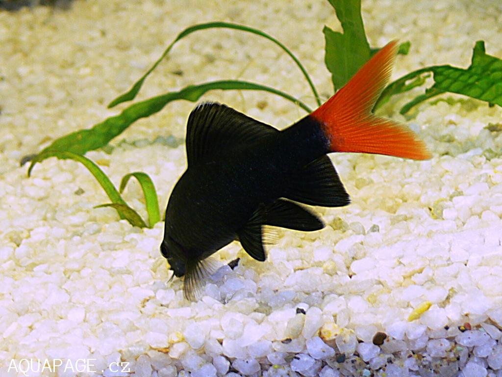 Labeo Bicolor - Imagen 3