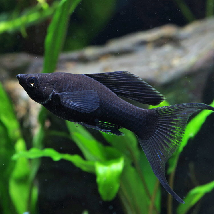 Molly Black Lira