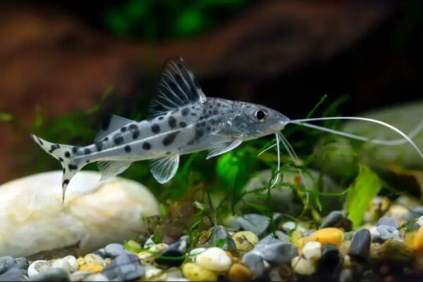 Pimelodea Pictus