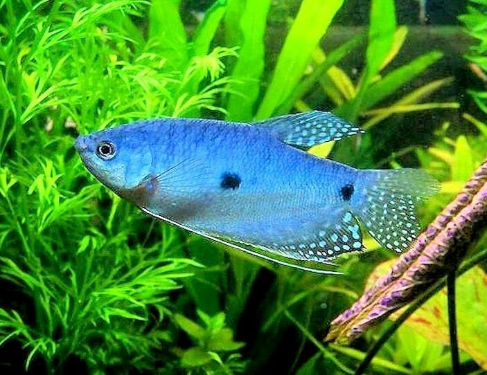 Tricho Azul dos puntos