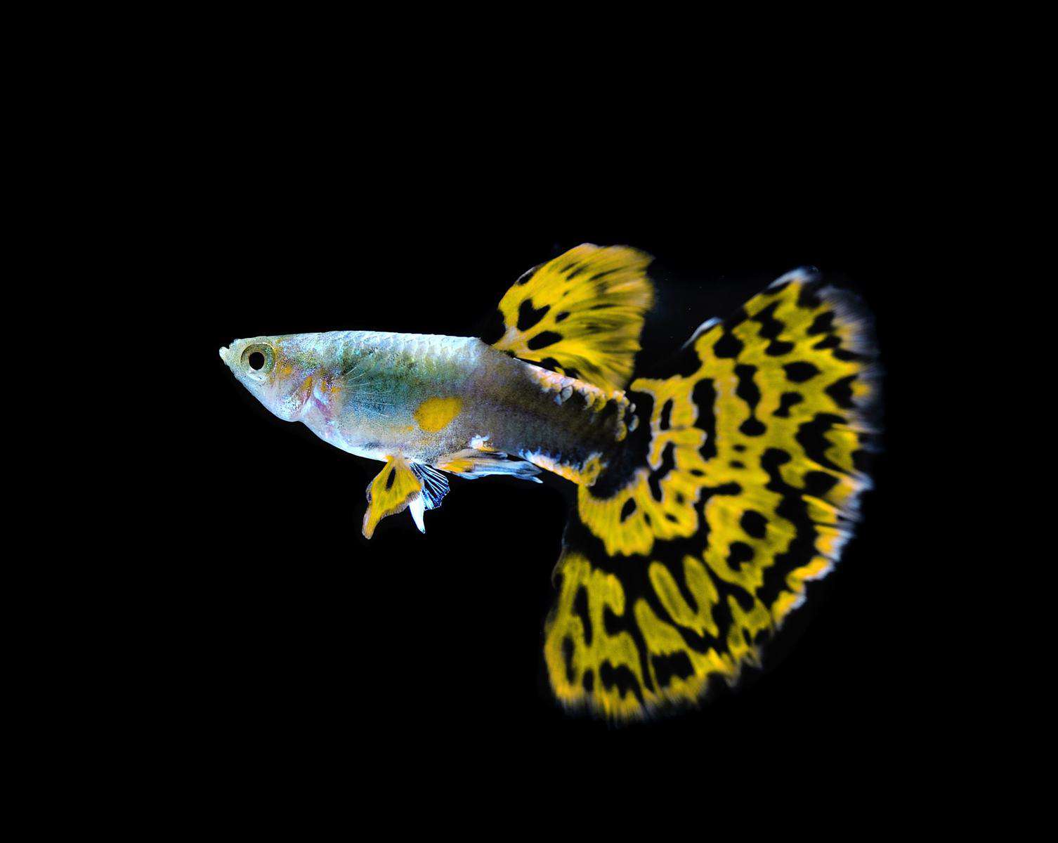 Guppy Cobra Gold