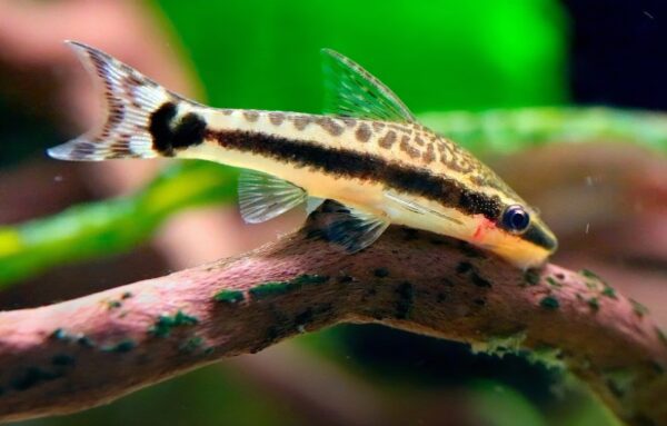 Otocinclus Affinis - Imagen 2