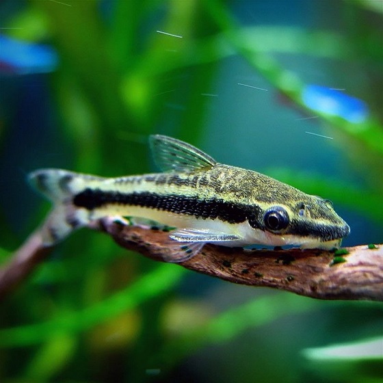 Otocinclus Affinis