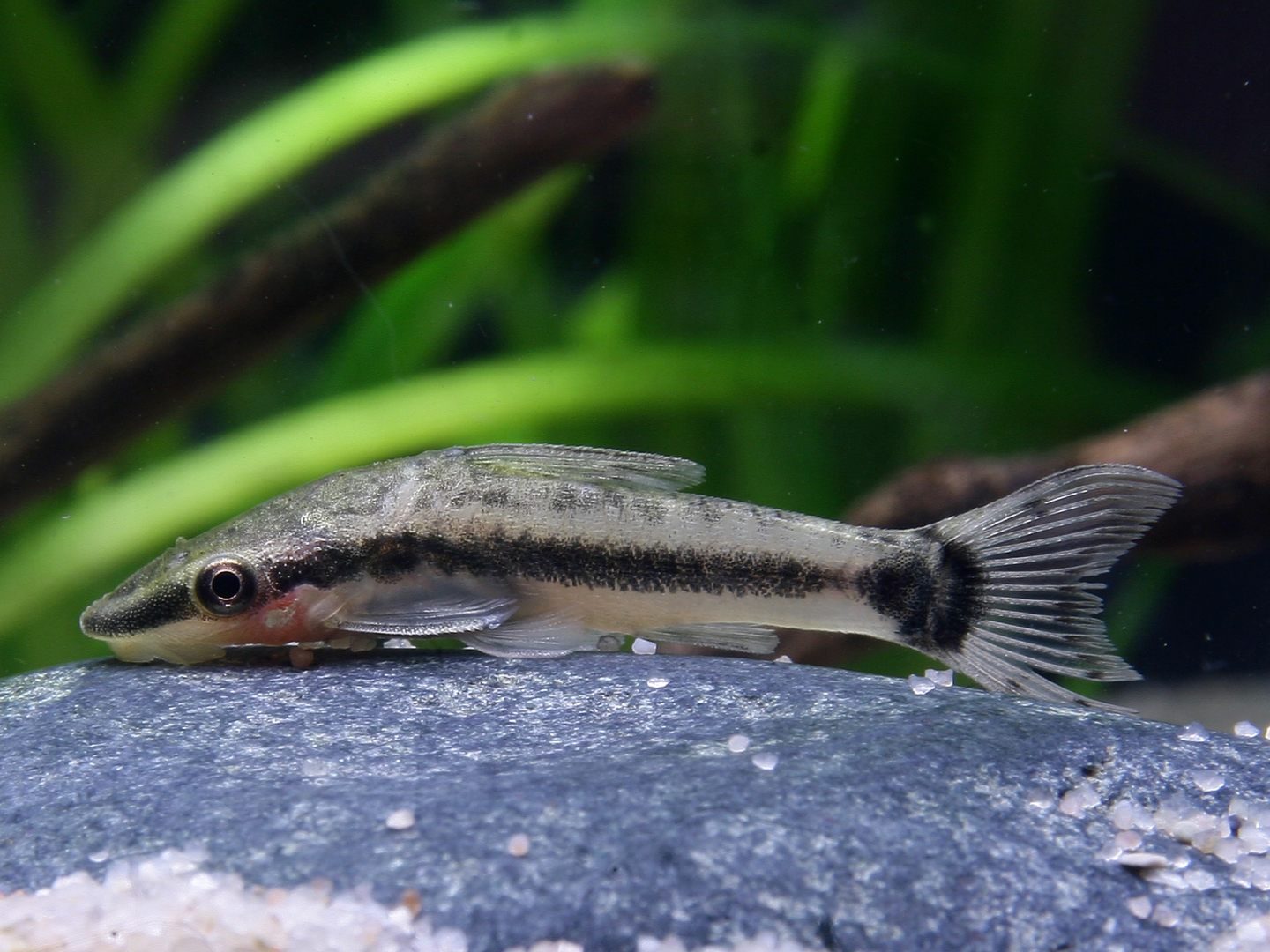 Otocinclus Affinis - Imagen 3