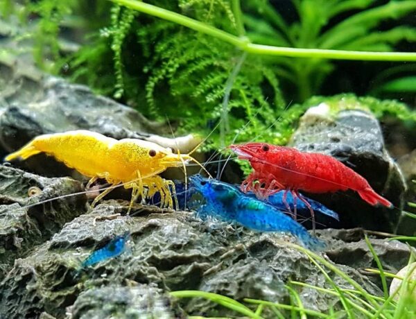 Camaron Sakura Yellow (Neocaridina) - Imagen 2