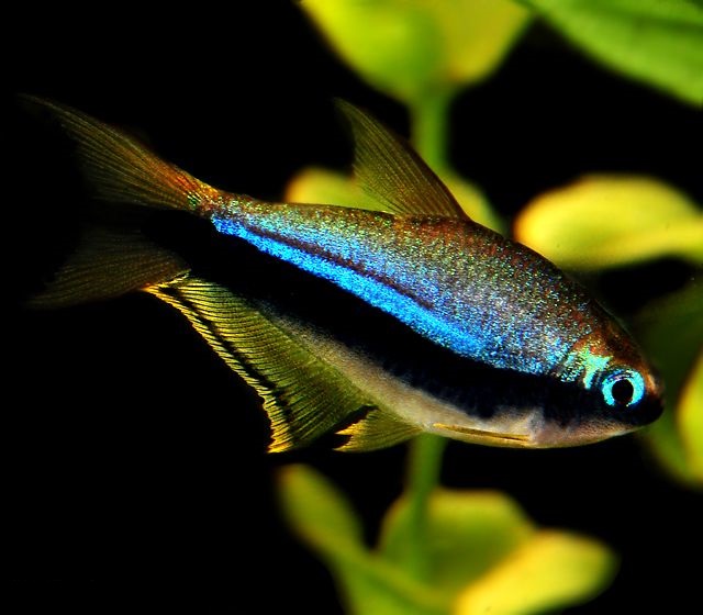 Tetra Emperador - Imagen 2