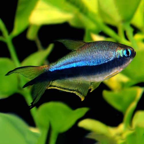 Tetra Emperador