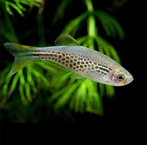 Pez Danio Leopardo