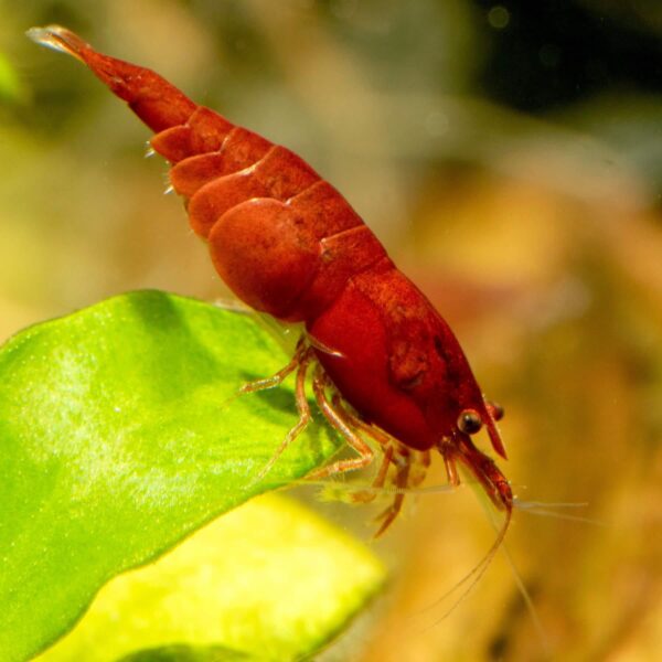 Camaron Cherry  Red - Imagen 2