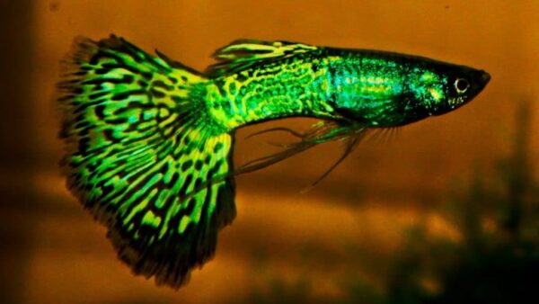 Guppy Cobra Green