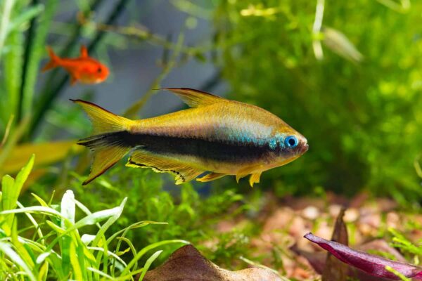 Tetra Emperador - Imagen 3