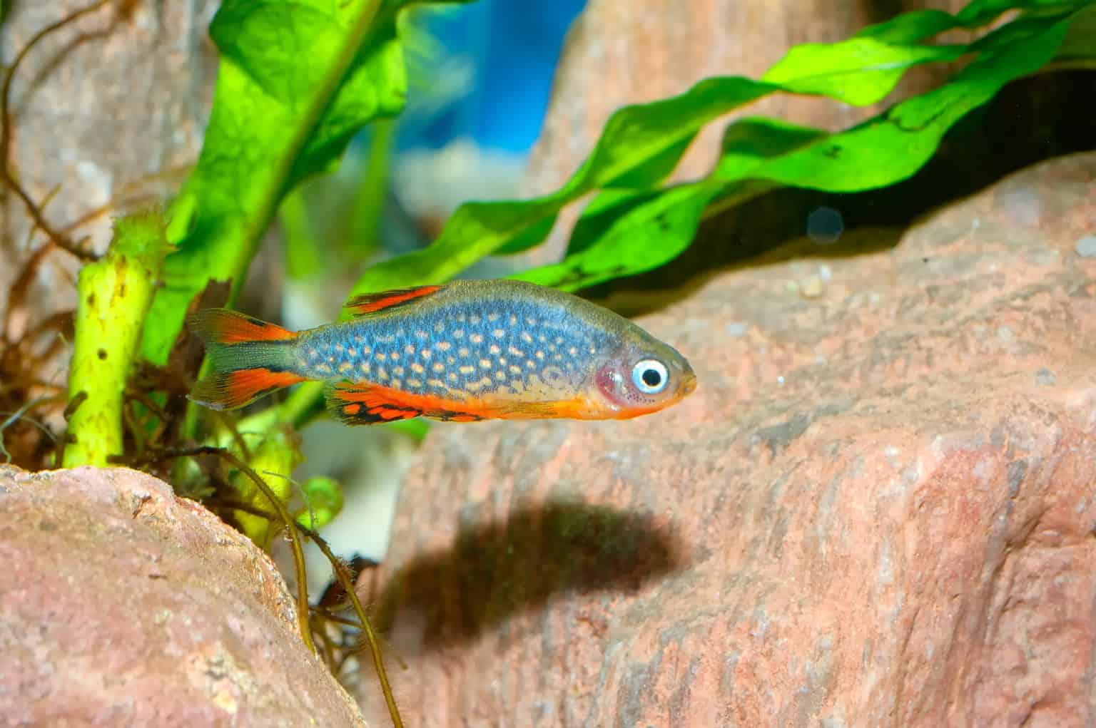 Rasbora Galaxy - Imagen 3