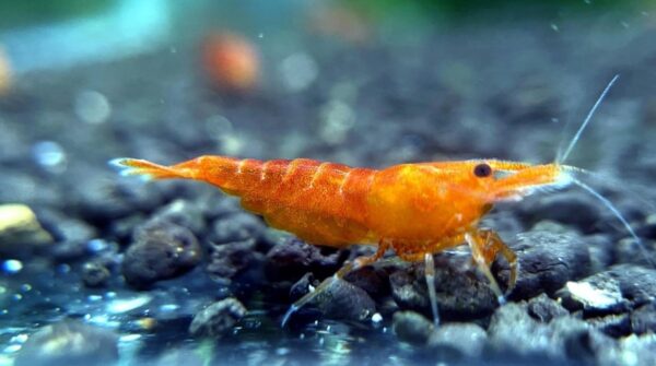 Camaron Sakura Yellow (Neocaridina)