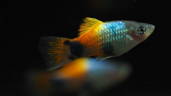 Platy Blue Butterfly