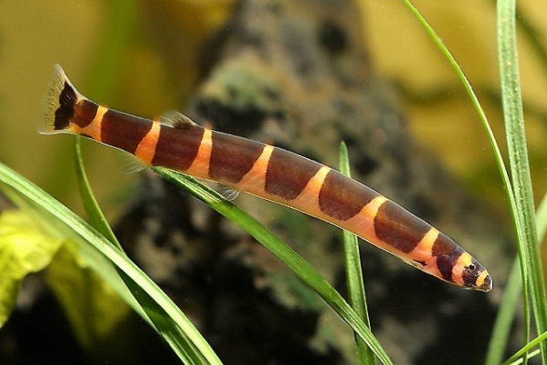 Pangio kuhli
