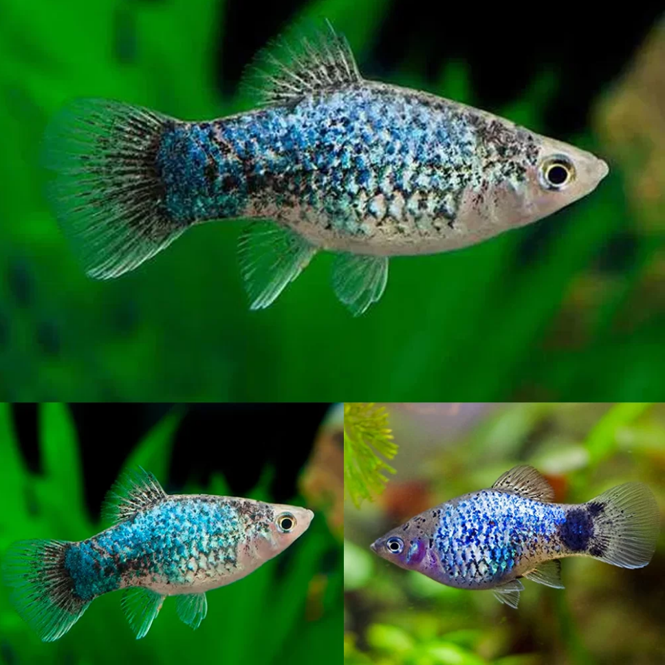 Platy Blue Calico