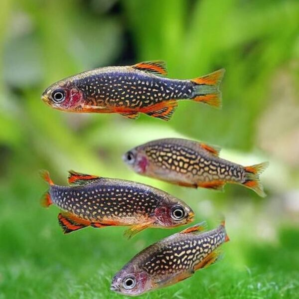 Rasbora Galaxy - Imagen 2