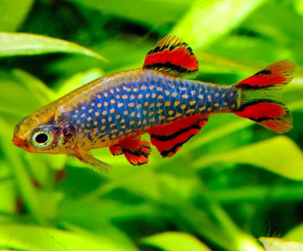 Rasbora Galaxy