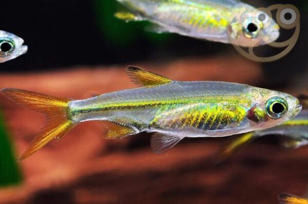 Tetra Jelly Bean